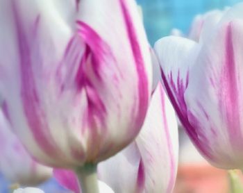 Close-up of pink flowers