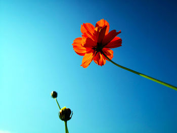 Low angle view of orange cosmos flowering plant against blue sky