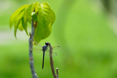 Close-up of insect on plant