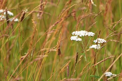 Close-up of white flowering plant on field