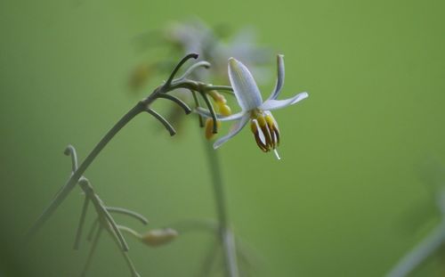 Close-up of flowers against blurred background