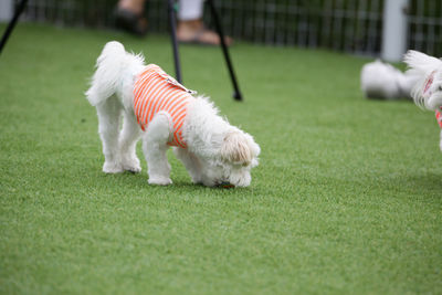 Two dogs playing on grass