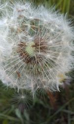 Full frame shot of white dandelion flower