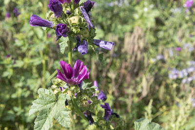 Close-up of purple flowering plant