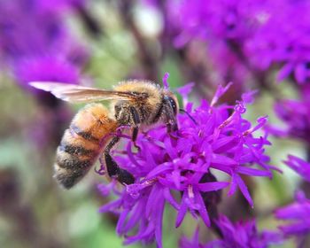 Close-up of bee on purple flower