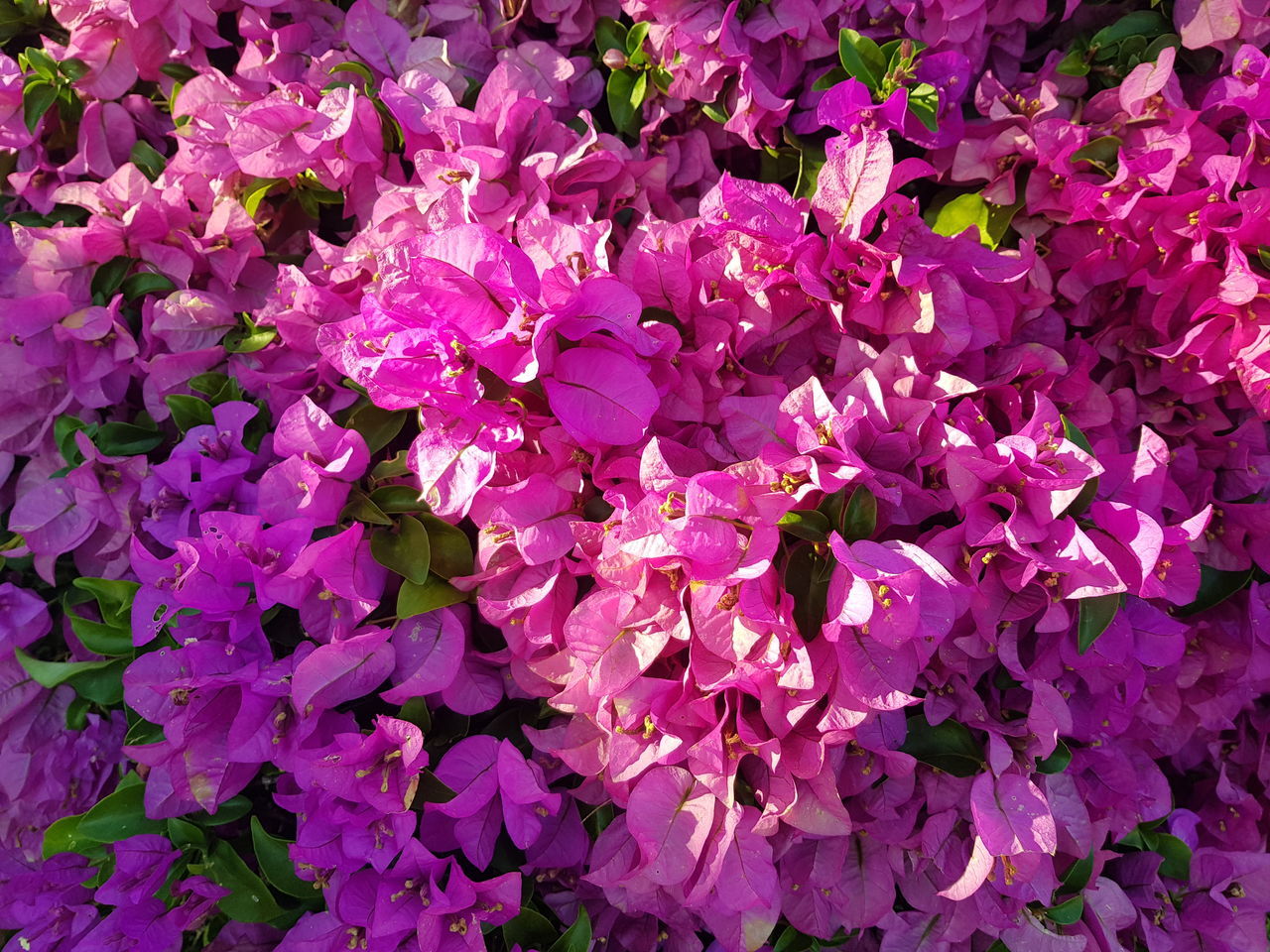 FULL FRAME SHOT OF PINK FLOWERING PLANTS