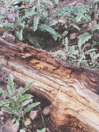 Close-up of plants