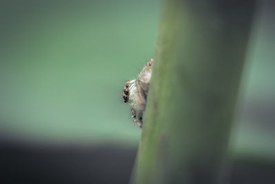 Close-up of spider