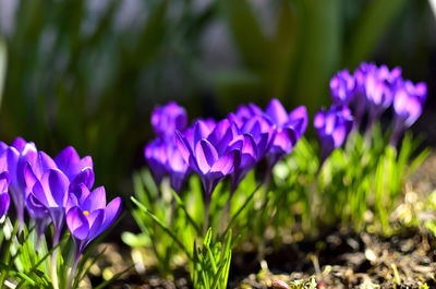 Purple flowers as first sign of spring on a sunny day in transylvania