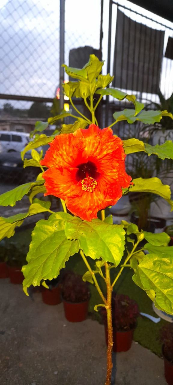 Red hibiscus speckled with yellow Yellow Speckled Hibiscus Yellow Speckled Flower .Nature. Nature's Wonder Creation Of God ! Hibiscus Speckled Hibiscus