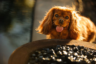 Portrait of cavalier king charles spaniel panting on sunny day