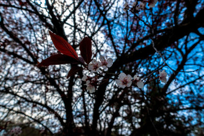 Low angle view of tree against sky