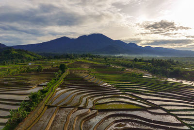 Aerial view of asia in indonesian rice fields with mountains at sunrise