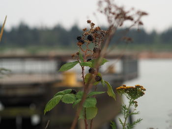 Close-up of flowering plant