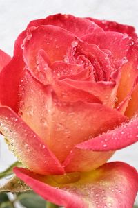 Close-up of water drops on red flower