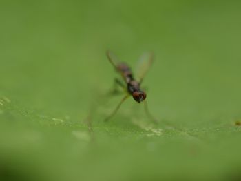 Close-up of insect on plant