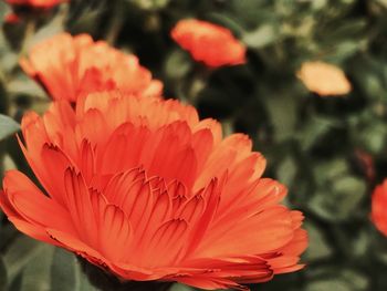 Close-up of orange flower blooming outdoors