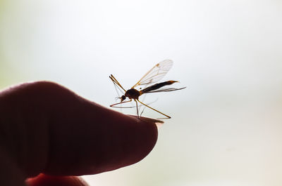 Close-up of mosquito on hand against white background