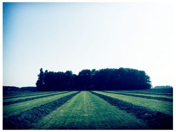 Scenic view of grassy field against sky