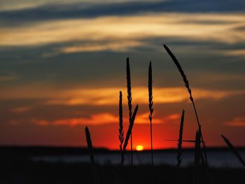 Close-up of silhouette plant on field against sky at sunset