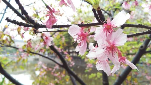 Low angle view of cherry blossom tree