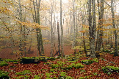 Trees in forest during autumn
