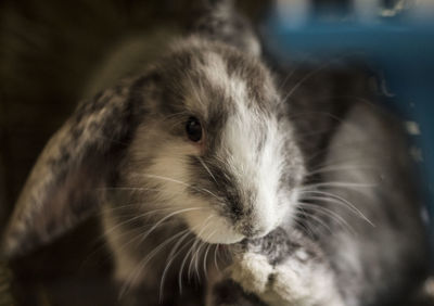 Close-up of rabbit