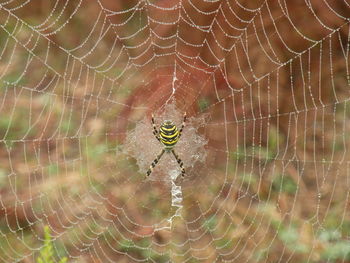 Close-up of spider and web against blurred background