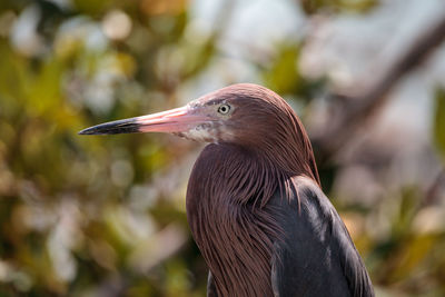 Little blue heron egretta caerulea forages for food at barefoot beach in bonita springs, florida.