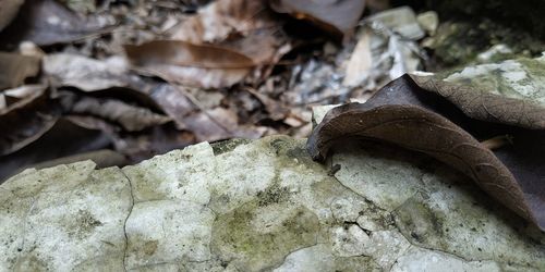 Close-up of log on field