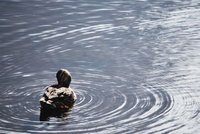High angle view of ducks swimming in lake