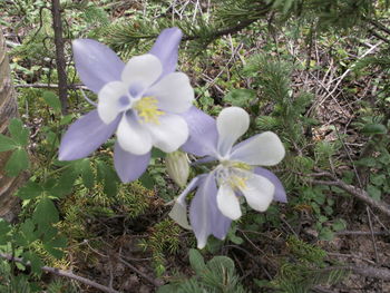 Close-up of white flowers blooming on field