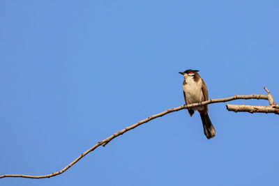 Low angle view of bird perching on branch against sky