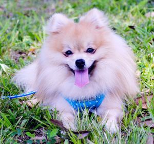 Close-up portrait of a dog