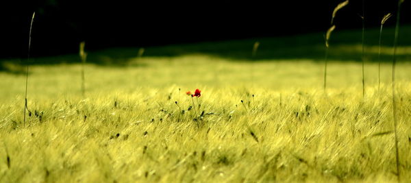 Close-up of red flower on field