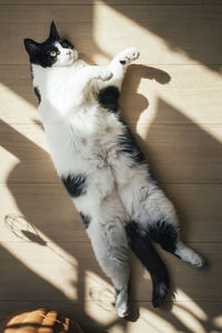 High angle view of cat sitting on wooden floor