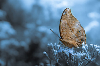 Close-up of butterfly on flower