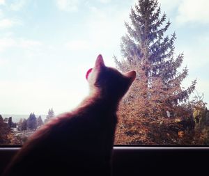 Cropped image of hand by tree against sky