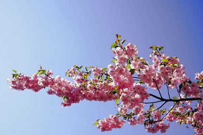 Low angle view of pink flowering tree against clear sky