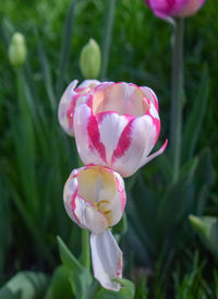 Close-up of pink flower on field