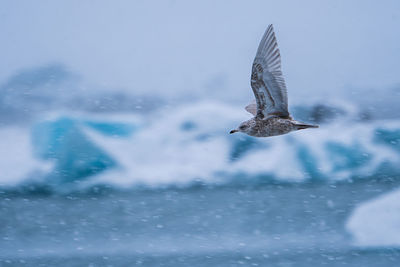 View of seagull flying during winter