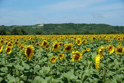 Sunflowers growing on field against clear sky