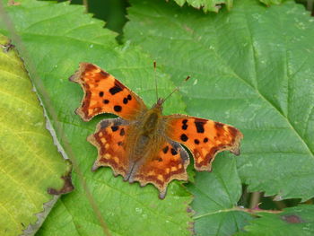 Close-up of butterfly on leaf