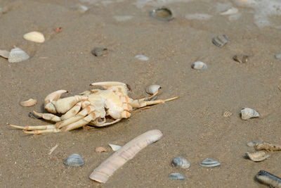 High angle view of crab on beach