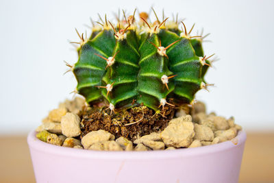 Close-up of cactus in pot