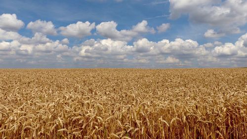 Scenic view of wheat field against sky