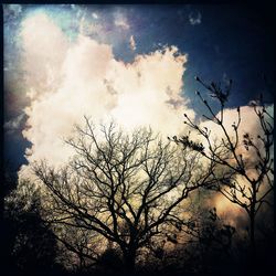 Low angle view of bare trees against sky