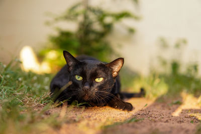 Black cat sitting in sunlight.