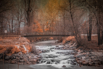 Stream flowing through forest during autumn