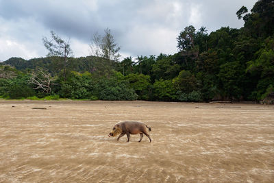 Wild boar on landscape against sky